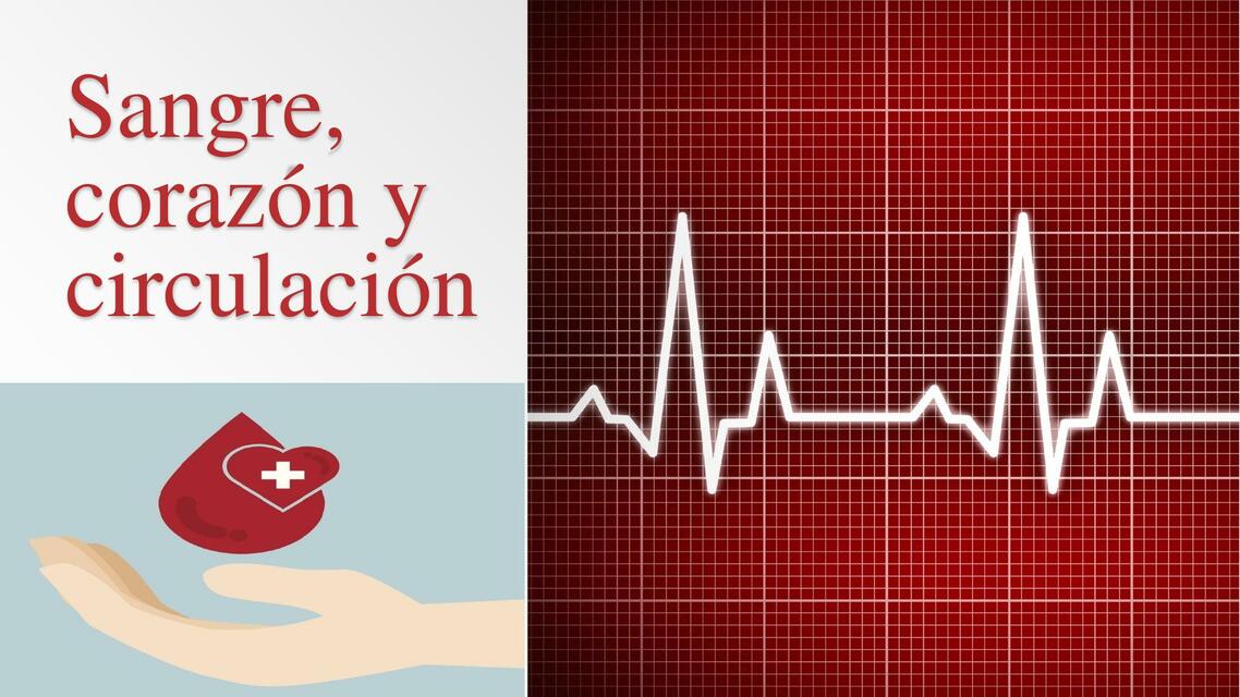 Sangre corazón y circulación