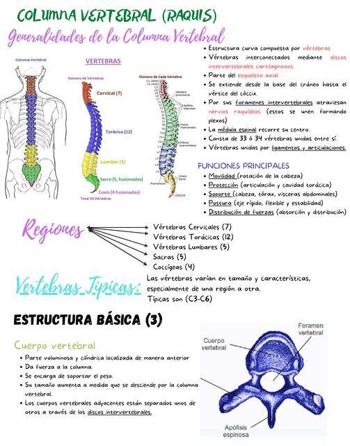 Esqueleto axial