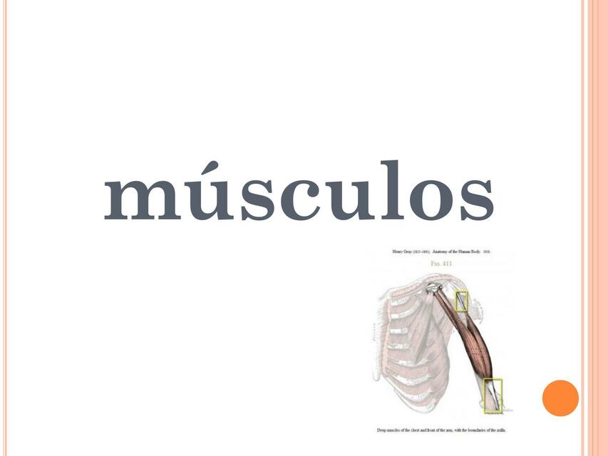 Músculos 