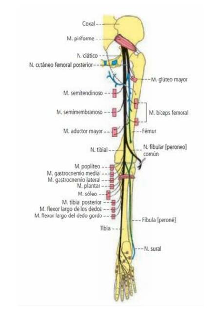 Inervación motora - nervio ciático