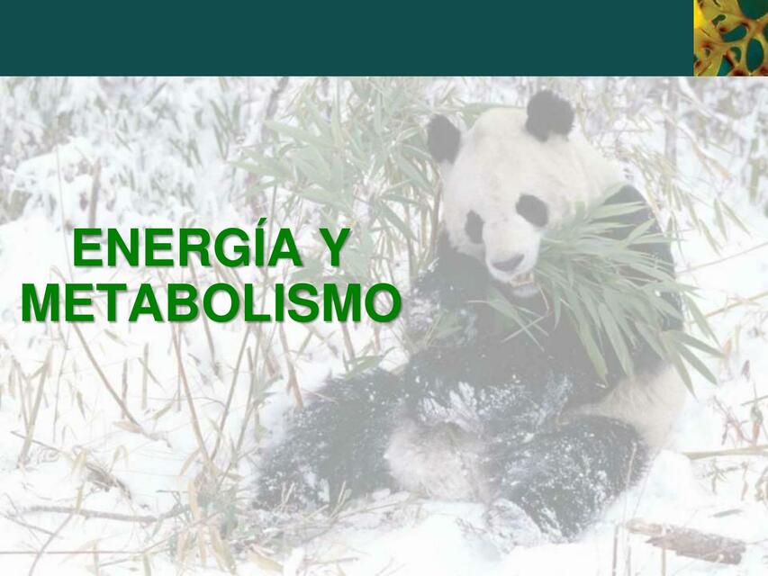 Energía y metabolismo