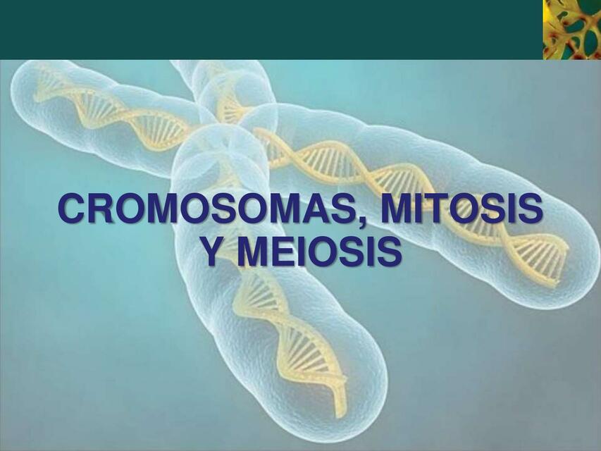 Cromosomas, Mitosis y Meiosis