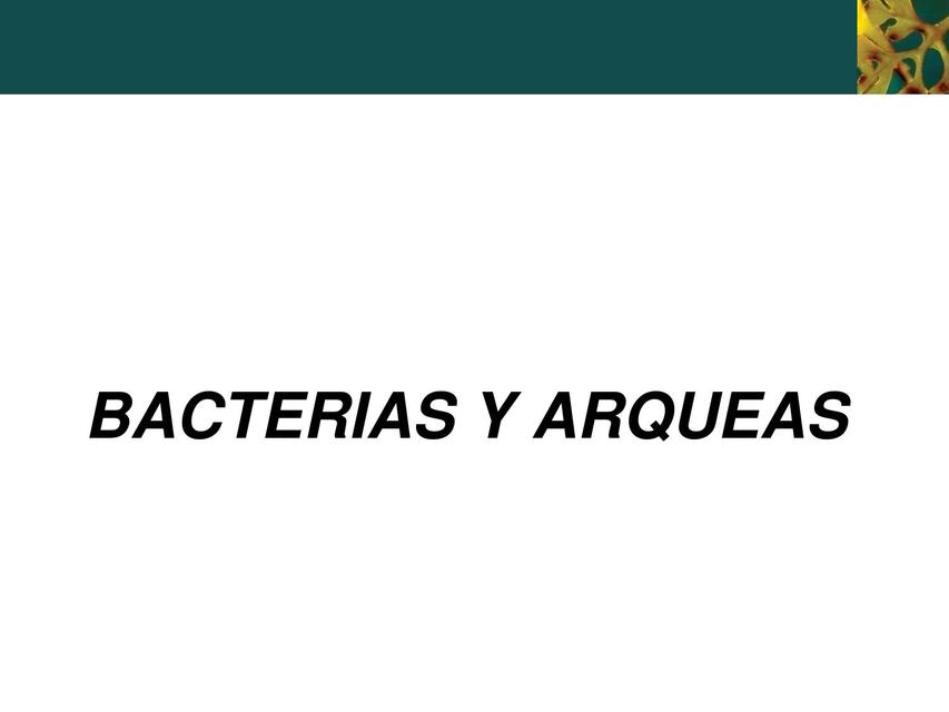 Bacterias  y Arqueas 