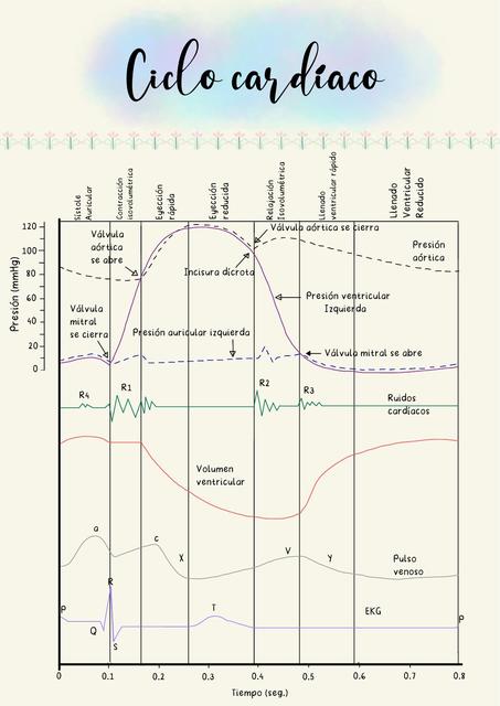 Ciclo Cardíaco 