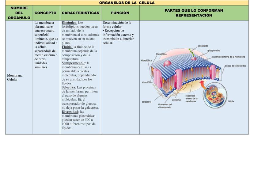 Organelos de la célula 