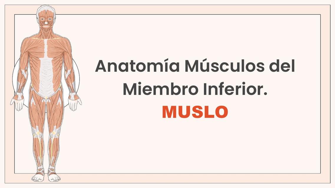 Anatomía Músculos del Miembro Inferior 