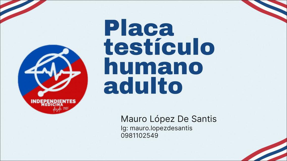 Placa Testículo Humano Adulto