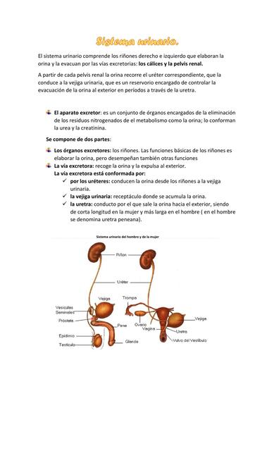 Resumen sistema urinario