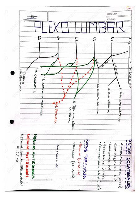 Plexo Lumbar 