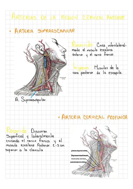 Estructuras Vasculares del Ccuello