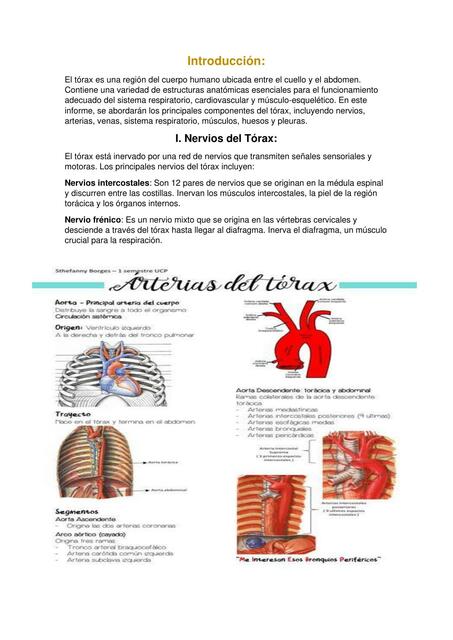 apunte anatomia