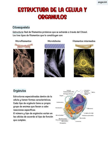 Estructura de la célula y orgánulos