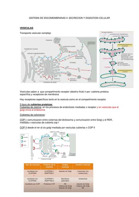 Sistema de Endomembranas II: Secreción y Digestión Celular 