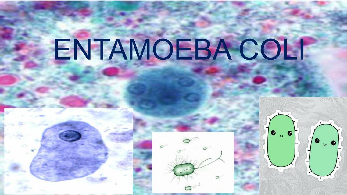 Entamoeba Coli 