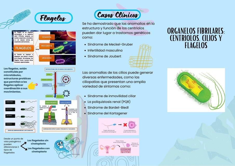 Organelos fibrilares