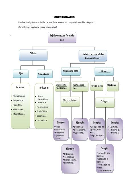 Tejido Conectivo 