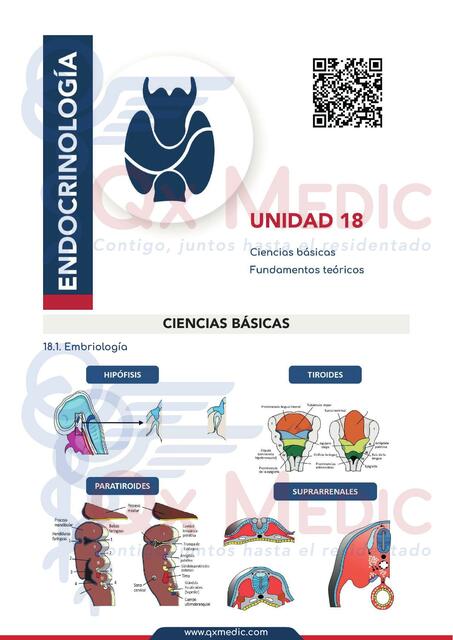 Endocrinología 