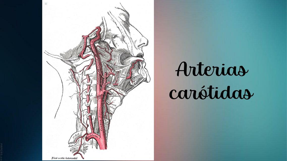 Arterias carótidas