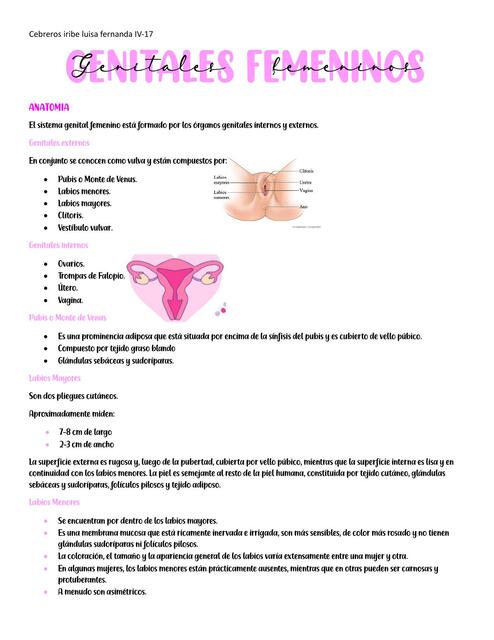 Genitales femeninos