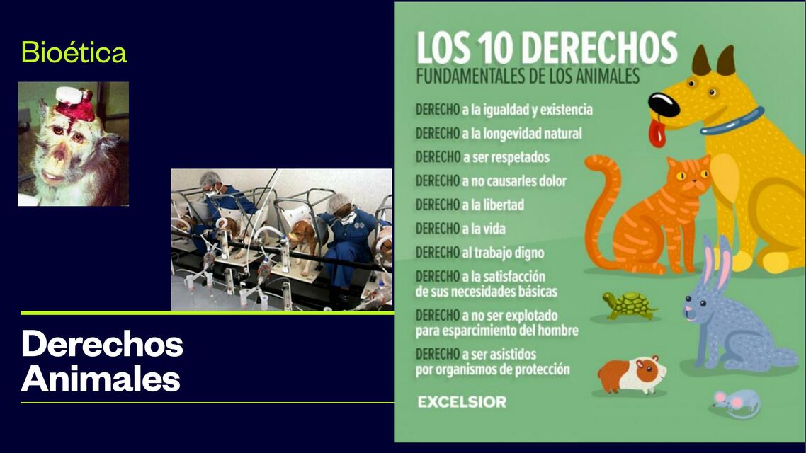 Derechos Animales