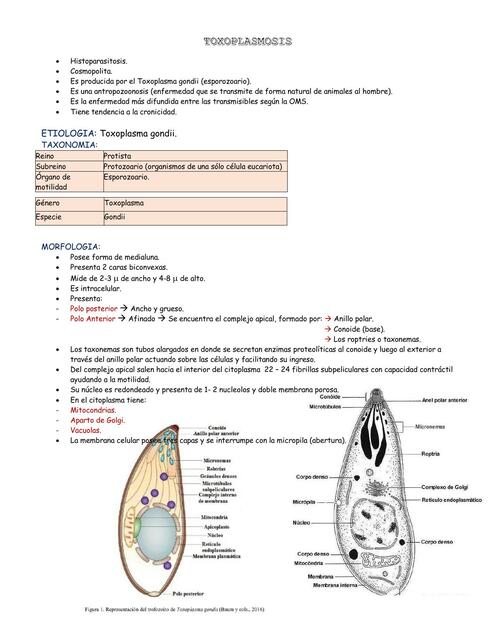 Toxoplasmosis