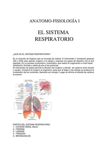 Grupo 6 sistema Respiratorio 1