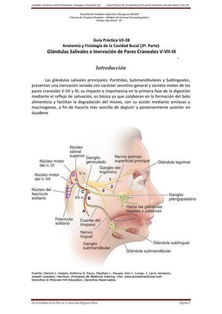 Glándulas Salivales e Inervación de Pares Craneales V-VII-IX 