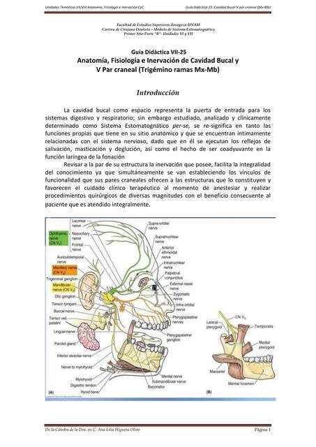 Anatomía, Fisiología e Inervación de Cavidad Bucal y V Par Craneal 