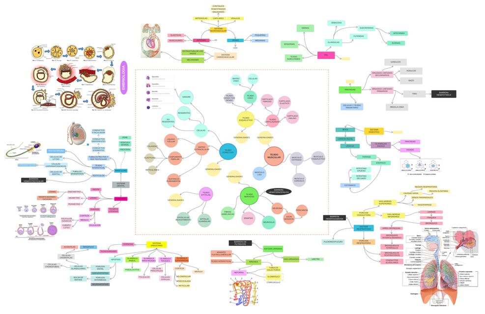 Histología y Embriología 