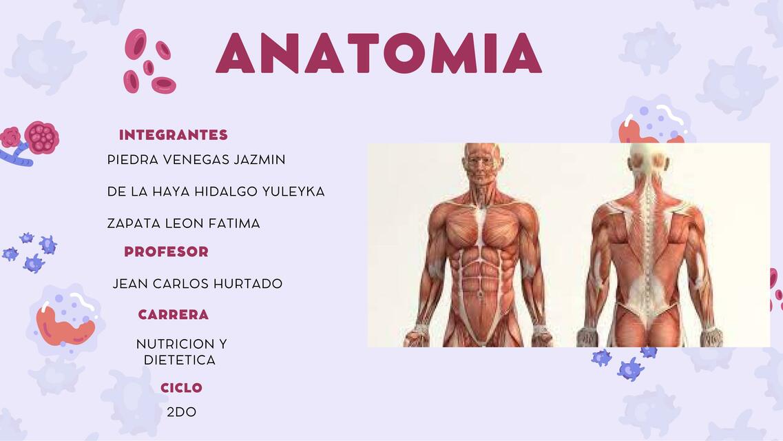 Anatomía 