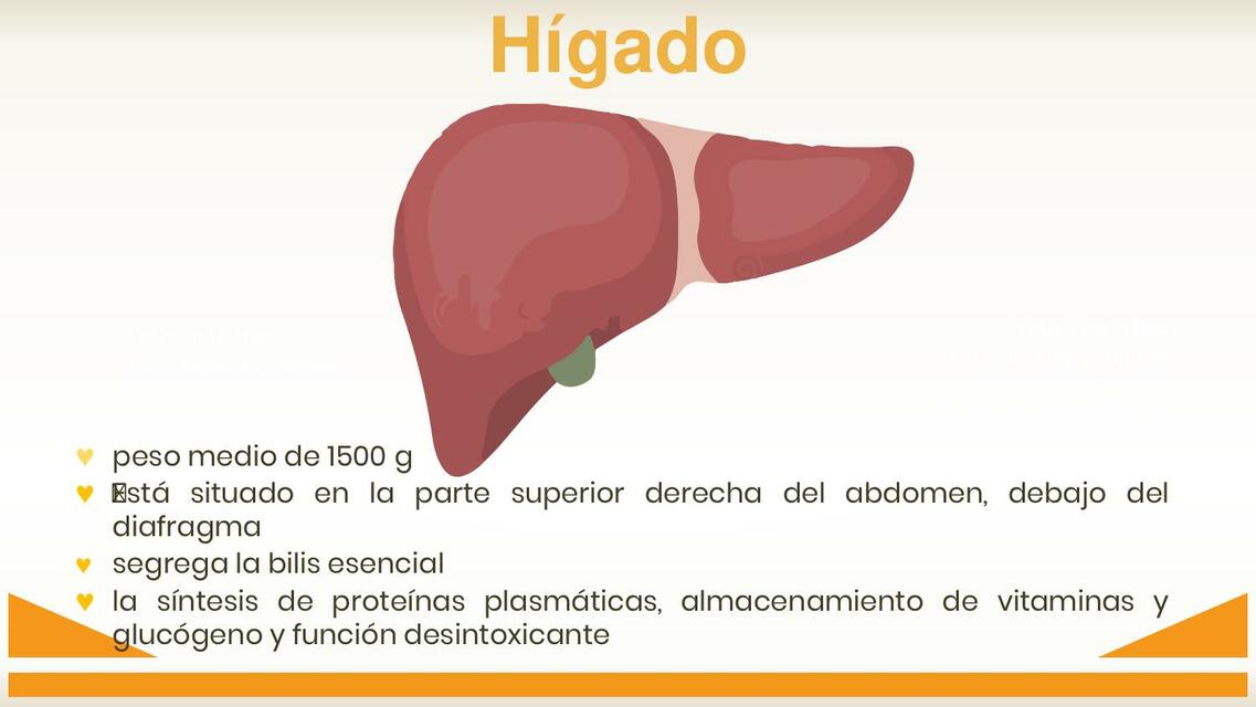 Diapositivas del  hígado  