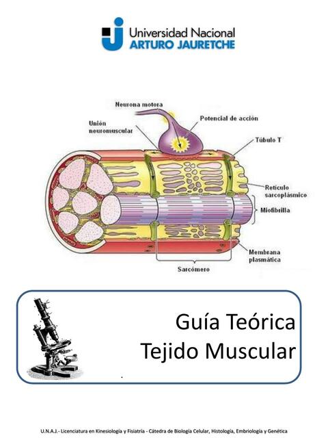 Tejido Muscular