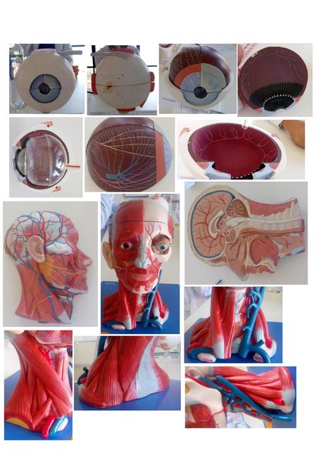 Anatomía de la Cabeza