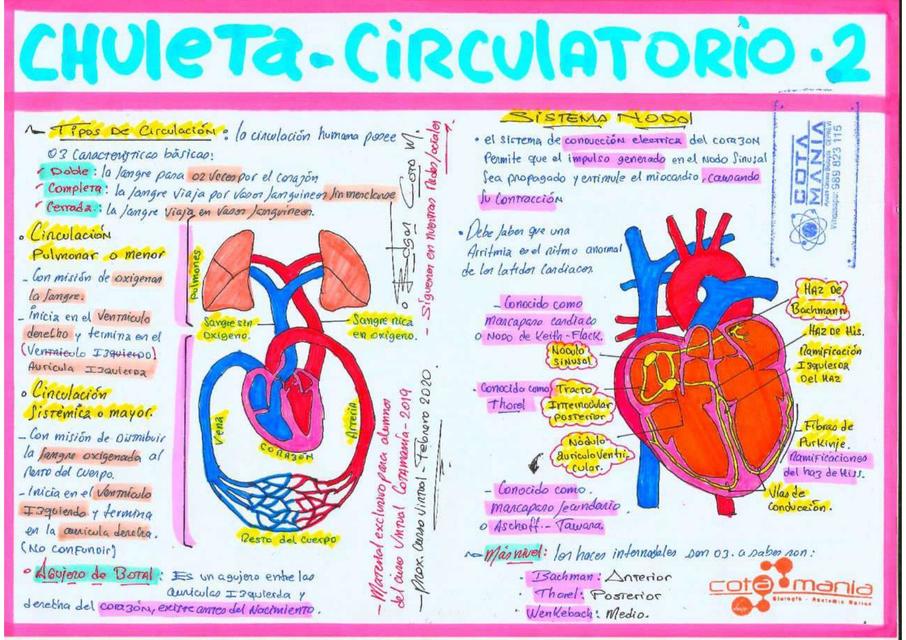 Chuleta circulatorio 2 