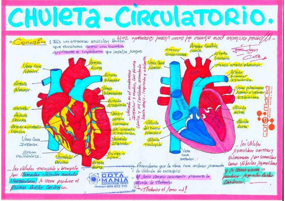 Sistema circulatorio