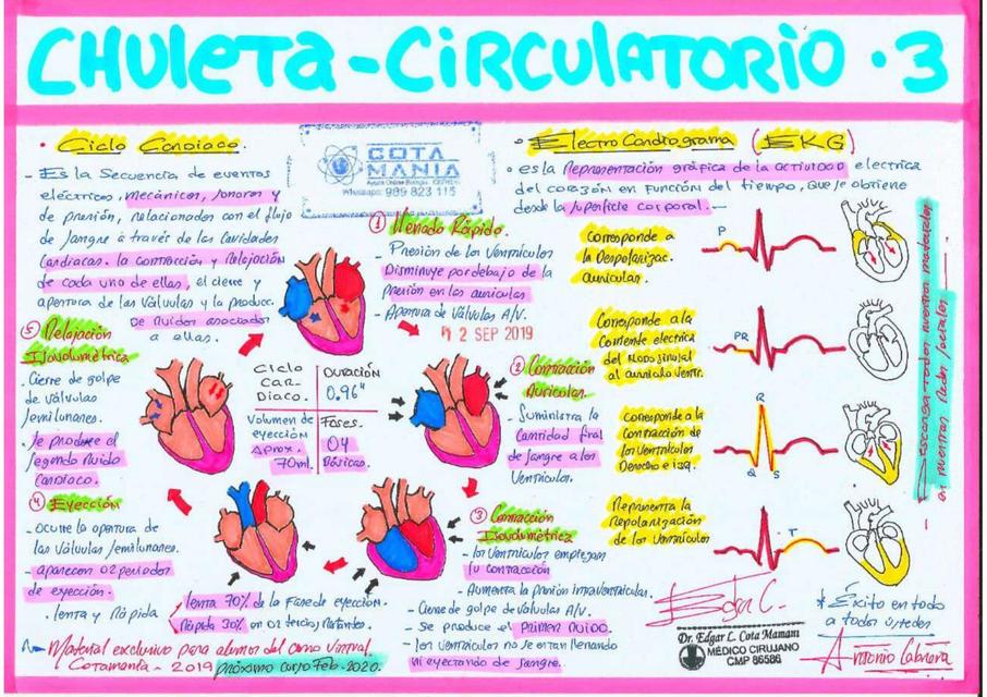 Chuleta circulatorio 3  