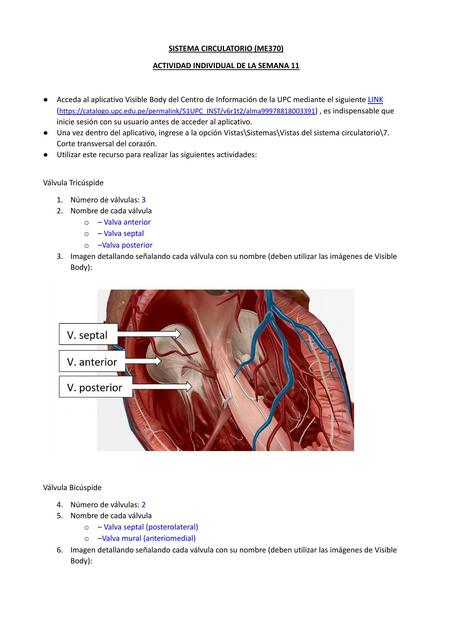 Sistema circulatorio 