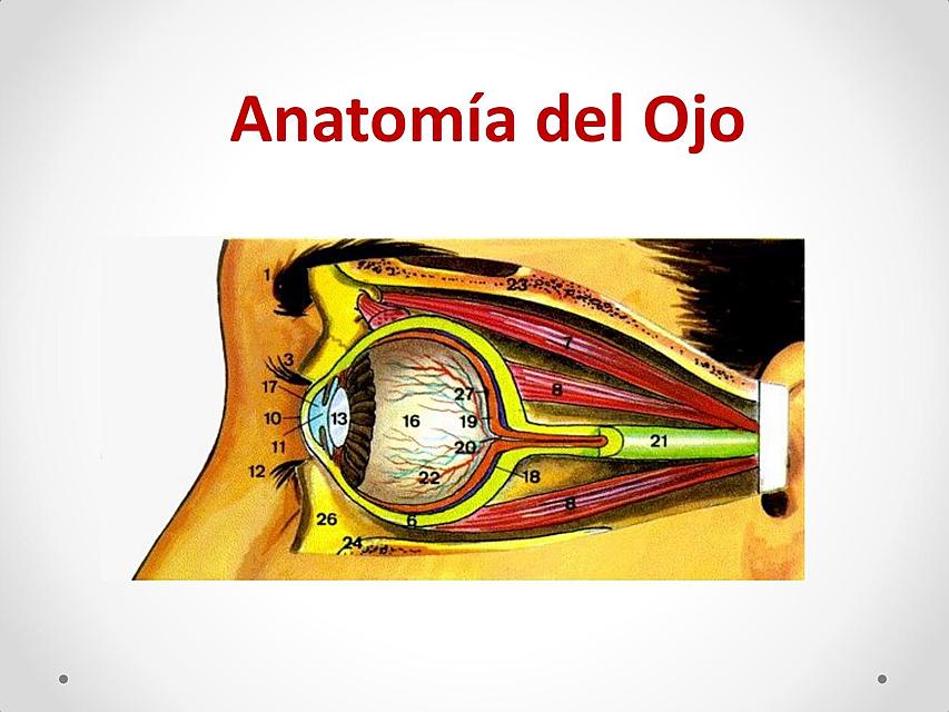 ANATOMIA OCULAR