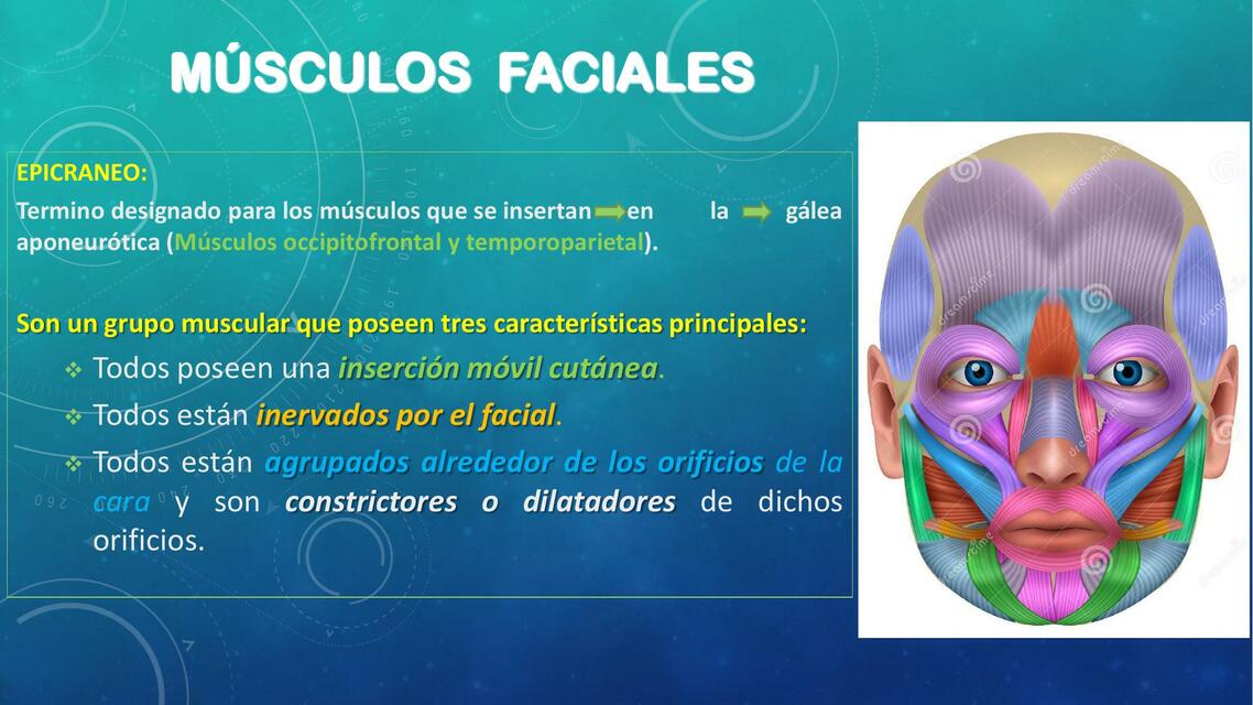 Músculos Faciales 