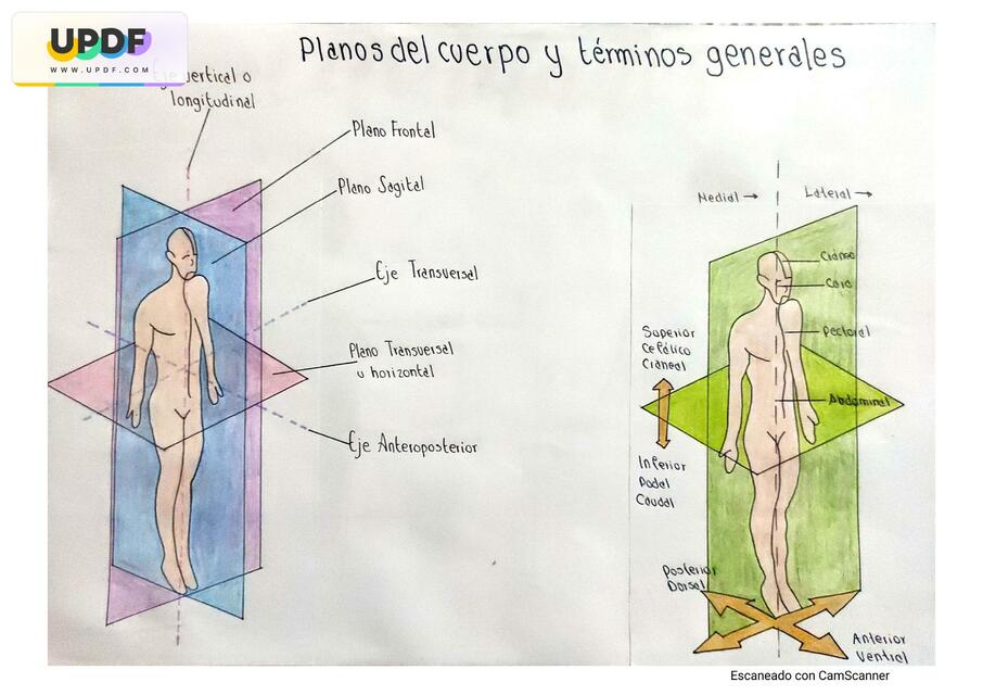 Anatomía osteomuscular tendinosa y urogenital