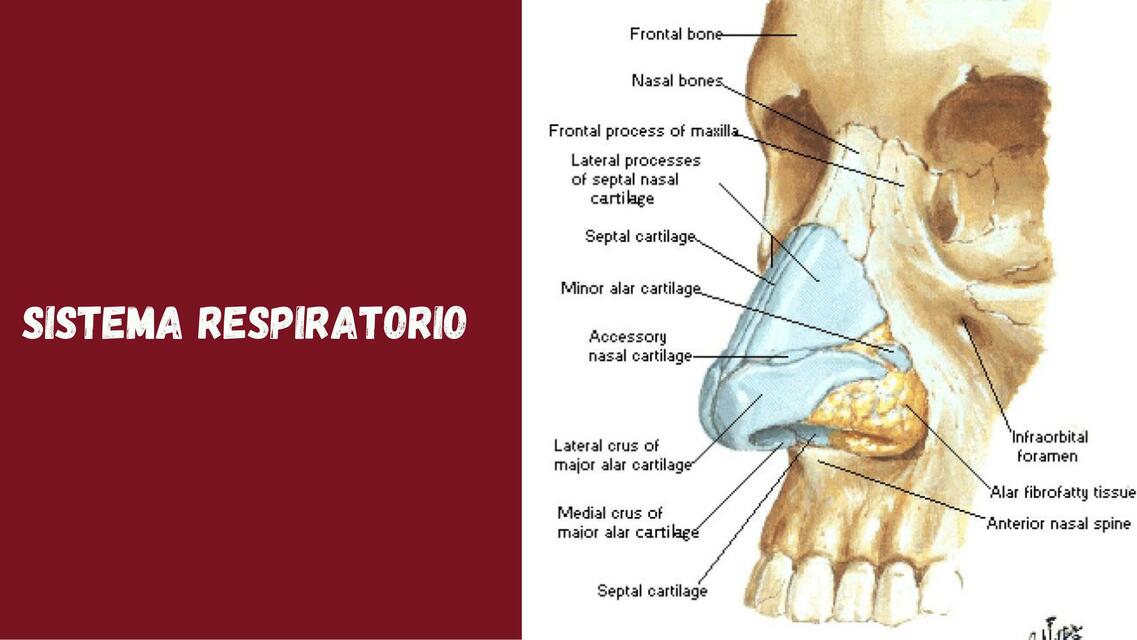 SISTEMA RESPIRATORIO