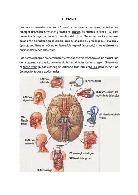 Anatomía pares craneales