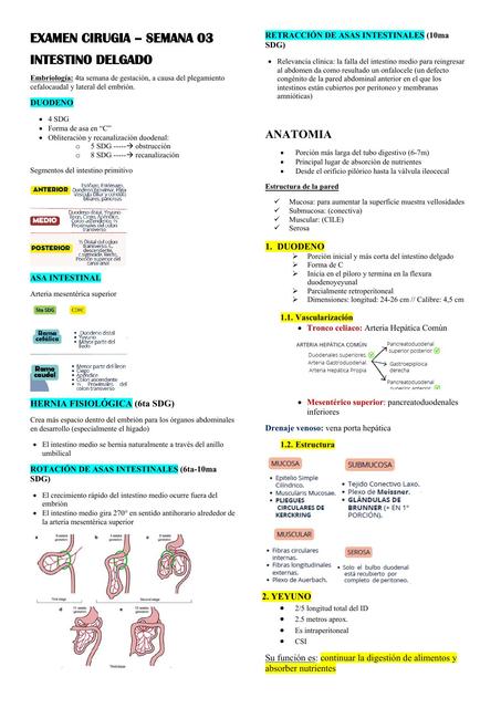 Cirugía Intestino Delgado 