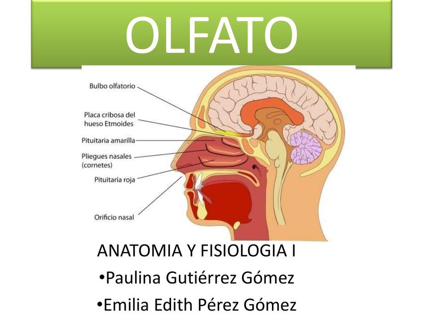 Olfato 