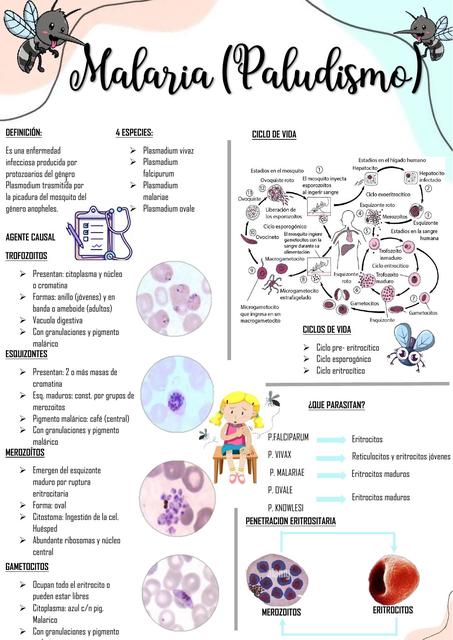 Malaria Paludismo 