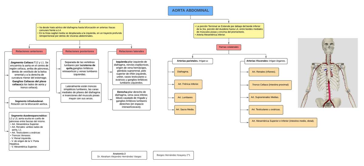 Aorta abdominal