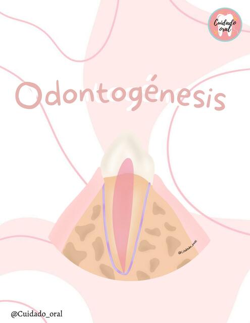 Odontogénesis