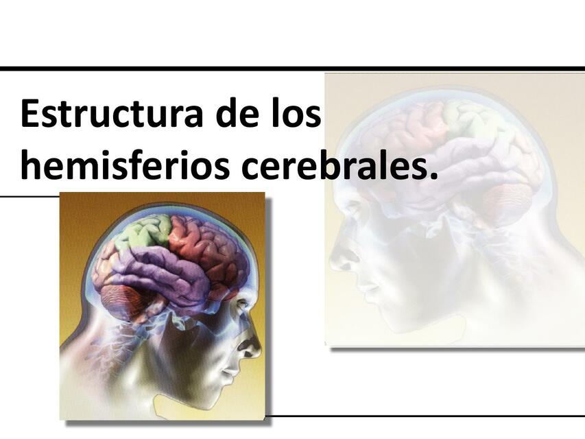 Estructura de los hemisferios cerebrales