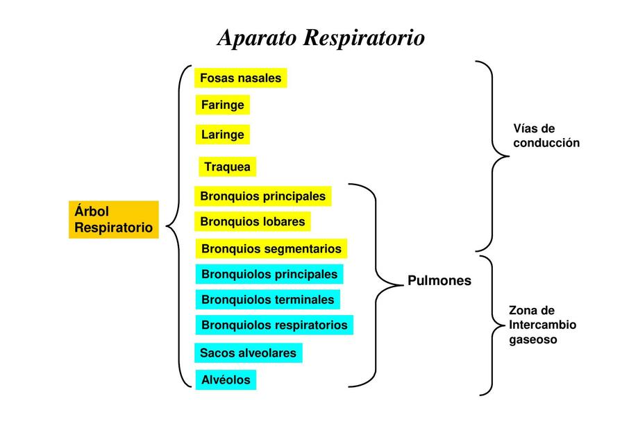 Sistema respiratorio