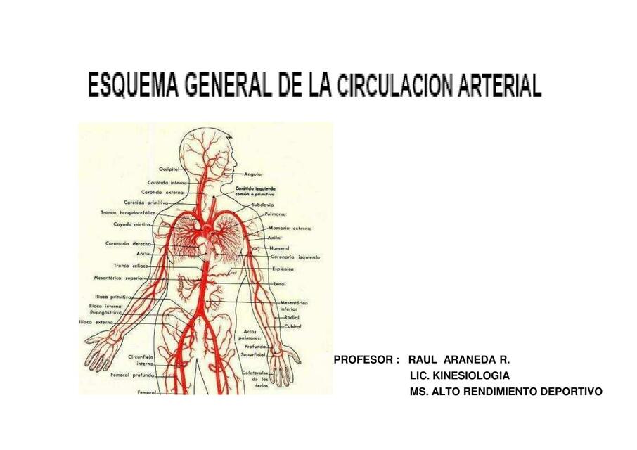 Circulación arterial